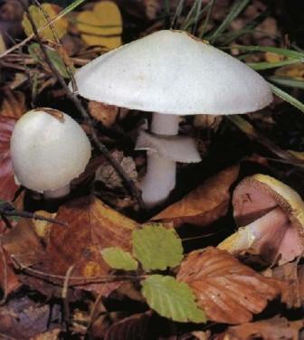    Agaricus arvensis